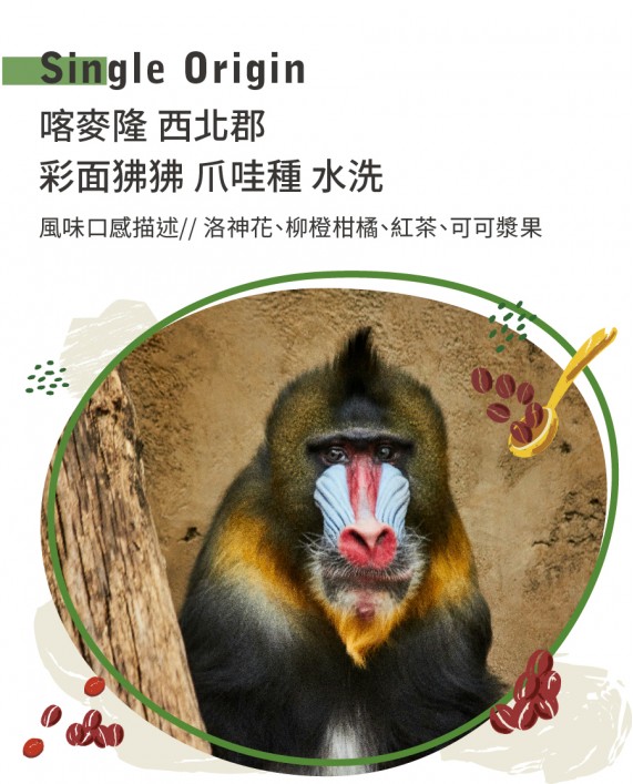 喀麥隆 西北郡 彩面狒狒 爪哇種 水洗