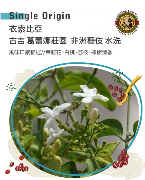 衣索比亞 古吉 葛蕾娜莊園  非洲藝伎 水洗