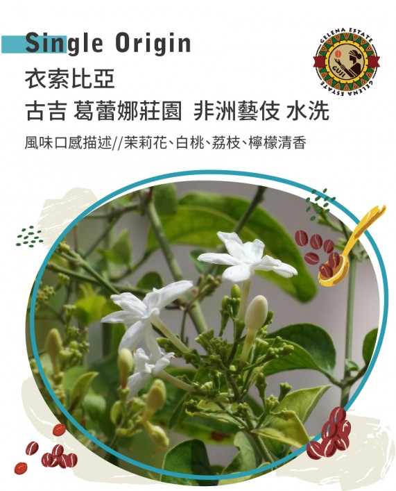 衣索比亞 古吉 葛蕾娜莊園  非洲藝伎 水洗