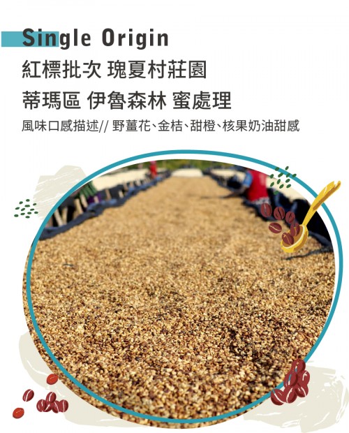 紅標批次●瑰夏村莊園 蒂瑪區 伊魯森林 蜜處理