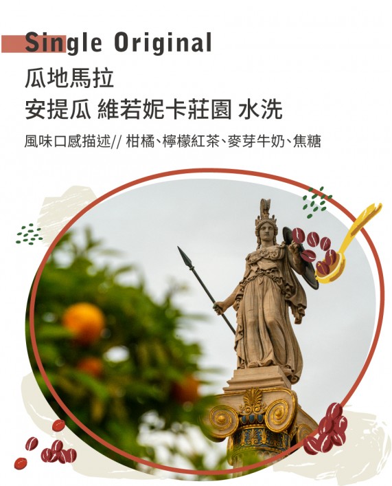 瓜地馬拉 安提瓜 維若妮卡莊園 水洗